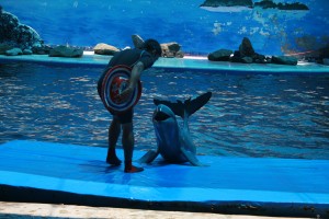 Happy Dolphin Thailand