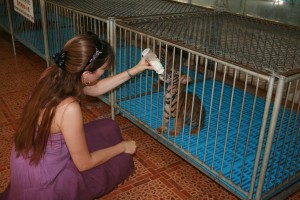 Bottle Feeding Baby Tiger Thailand