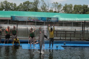Thailand Dolphin Jump Command