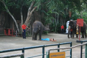 Elephant Zoo Thailand